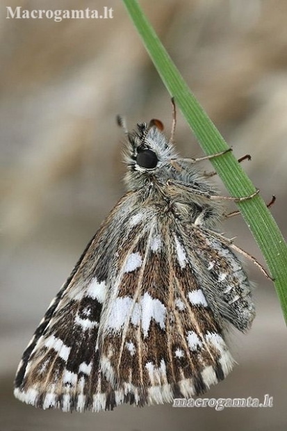 Grizzled Skipper - Pyrgus malvae | Fotografijos autorius : Gintautas Steiblys | © Macronature.eu | Macro photography web site