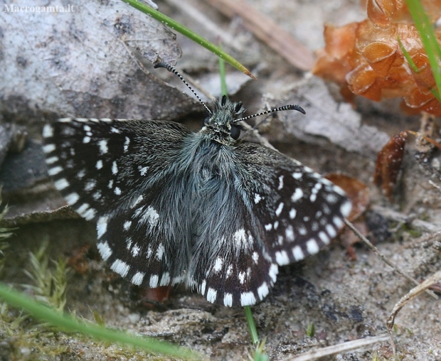 Grizzled Skipper - Pyrgus malvae | Fotografijos autorius : Vytautas Gluoksnis | © Macronature.eu | Macro photography web site