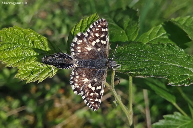 Grizzled Skipper - Pyrgus malvae | Fotografijos autorius : Gintautas Steiblys | © Macronature.eu | Macro photography web site