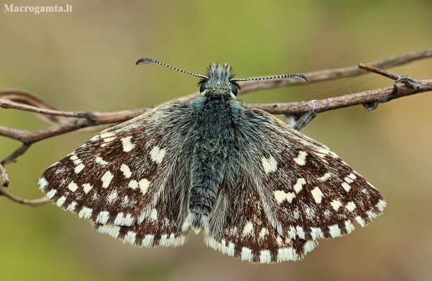 Grizzled Skipper - Pyrgus malvae | Fotografijos autorius : Gintautas Steiblys | © Macronature.eu | Macro photography web site