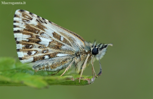 Grizzled Skipper - Pyrgus malvae | Fotografijos autorius : Gintautas Steiblys | © Macronature.eu | Macro photography web site