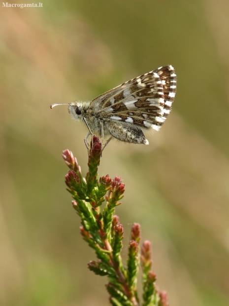 Grizzled Skipper - Pyrus malvae | Fotografijos autorius : Vidas Brazauskas | © Macronature.eu | Macro photography web site