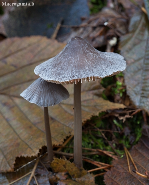 Grooved Bonnet - Mycena polygramma | Fotografijos autorius : Žilvinas Pūtys | © Macronature.eu | Macro photography web site