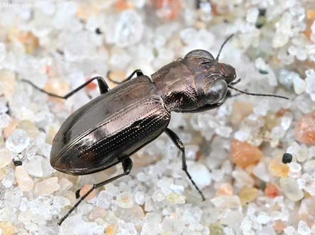 Ground Beetle - Notiophilus aquaticus | Fotografijos autorius : Kazimieras Martinaitis | © Macronature.eu | Macro photography web site