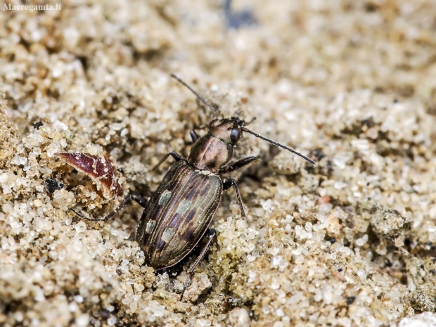 Ground Beetle - Odontium litorale | Fotografijos autorius : Kazimieras Martinaitis | © Macronature.eu | Macro photography web site