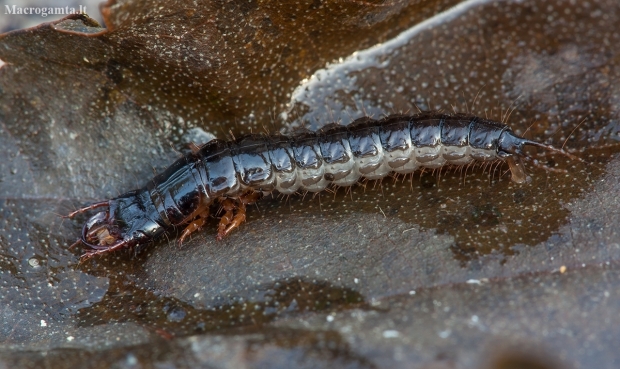 Ground beetle - Carabidae, larva | Fotografijos autorius : Žilvinas Pūtys | © Macronature.eu | Macro photography web site