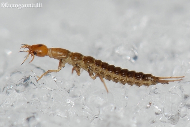 Ground beetle - Carabidae, larva | Fotografijos autorius : Arūnas Eismantas | © Macronature.eu | Macro photography web site