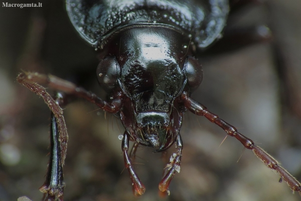 Ground beetle - Carabidae | Fotografijos autorius : Vidas Brazauskas | © Macronature.eu | Macro photography web site