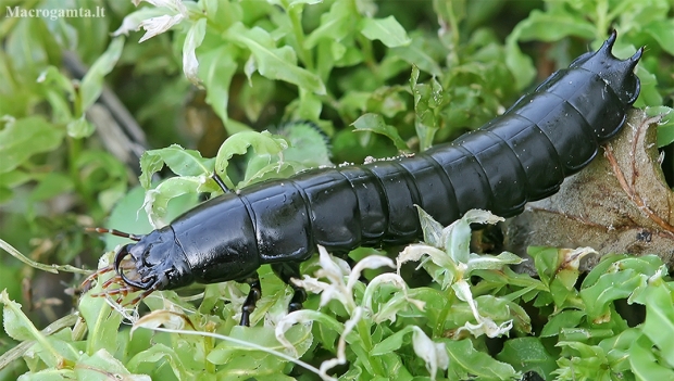 Ground beetle - Carabus ?? larva | Fotografijos autorius : Gintautas Steiblys | © Macronature.eu | Macro photography web site