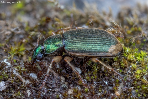 Ground beetle - Chlaenius vestitus | Fotografijos autorius : Žilvinas Pūtys | © Macrogamta.lt | Šis tinklapis priklauso bendruomenei kuri domisi makro fotografija ir fotografuoja gyvąjį makro pasaulį.