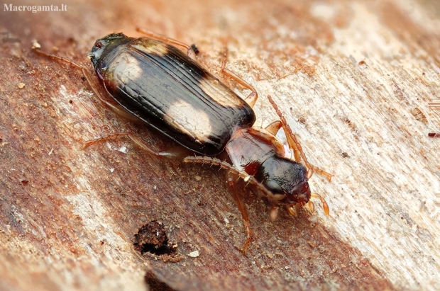 Ground beetle - Dromius quadrimaculatus | Fotografijos autorius : Romas Ferenca | © Macronature.eu | Macro photography web site