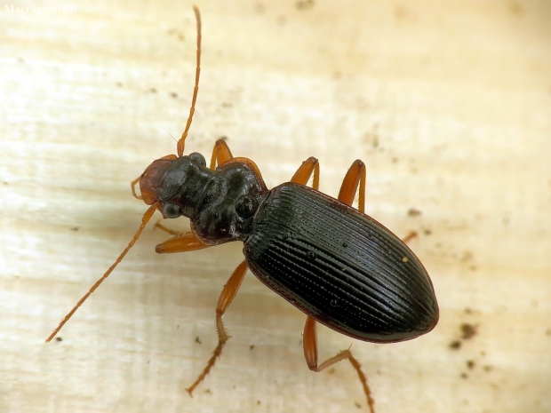 Ground beetle - Leistus rufomarginatus | Fotografijos autorius : Vidas Brazauskas | © Macronature.eu | Macro photography web site
