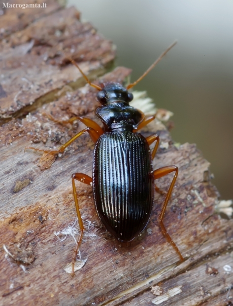 Ground beetle - Leistus rufomarginatus | Fotografijos autorius : Romas Ferenca | © Macronature.eu | Macro photography web site