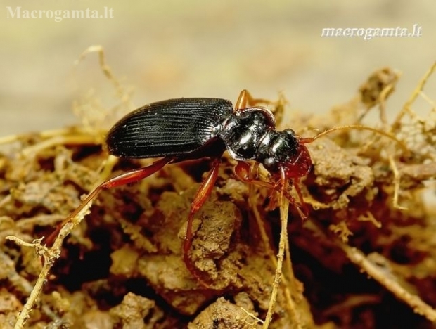 Ground beetle - Leistus rufomarginatus | Fotografijos autorius : Romas Ferenca | © Macronature.eu | Macro photography web site