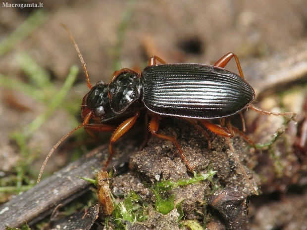 Ground beetle - Leistus rufomarginatus | Fotografijos autorius : Vidas Brazauskas | © Macronature.eu | Macro photography web site