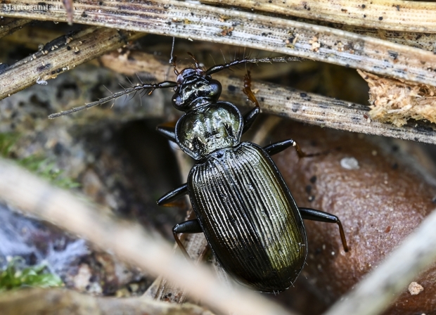 Ground beetle - Loricera pilicornis | Fotografijos autorius : Kazimieras Martinaitis | © Macronature.eu | Macro photography web site