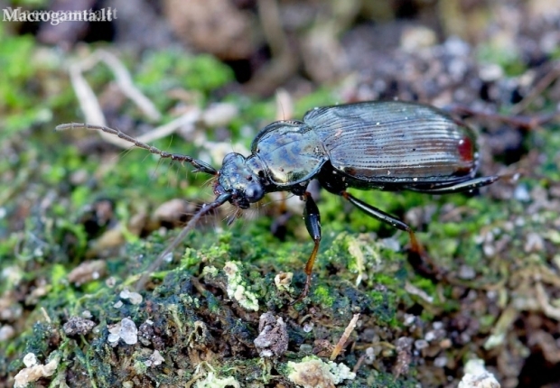 Ground beetle - Loricera pilicornis | Fotografijos autorius : Romas Ferenca | © Macronature.eu | Macro photography web site