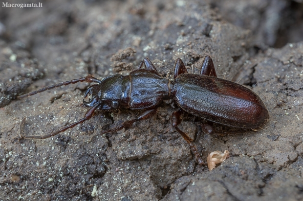 Ground beetle - Siagona europaea | Fotografijos autorius : Žilvinas Pūtys | © Macronature.eu | Macro photography web site