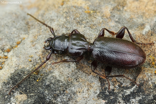 Ground beetle - Siagona europaea | Fotografijos autorius : Gintautas Steiblys | © Macronature.eu | Macro photography web site