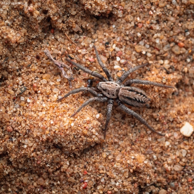 Ground spider - Berlandina cinerea | Fotografijos autorius : Mindaugas Leliunga | © Macronature.eu | Macro photography web site