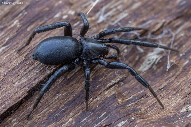 Ground spider - Drassyllus praeficus ♀ | Fotografijos autorius : Žilvinas Pūtys | © Macronature.eu | Macro photography web site