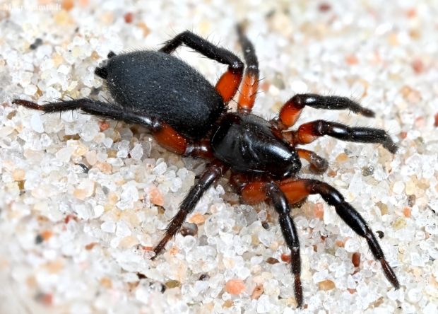 Ground spider - Gnaphosa bicolor | Fotografijos autorius : Kazimieras Martinaitis | © Macronature.eu | Macro photography web site