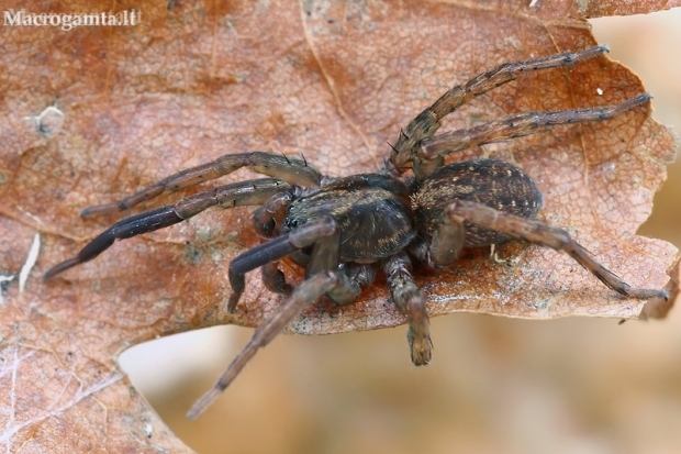 Ground wolf-spider - Trochosa terricola ♂ | Fotografijos autorius : Gintautas Steiblys | © Macronature.eu | Macro photography web site