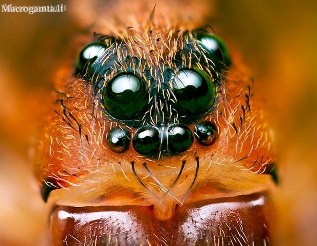 Ground wolf-spider - Trochosa terricola | Fotografijos autorius : Lukas Jonaitis | © Macronature.eu | Macro photography web site