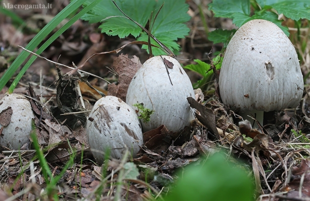 Rašalinė mėšlabudė - Coprinopsis atramentaria | Fotografijos autorius : Gintautas Steiblys | © Macrogamta.lt | Šis tinklapis priklauso bendruomenei kuri domisi makro fotografija ir fotografuoja gyvąjį makro pasaulį.