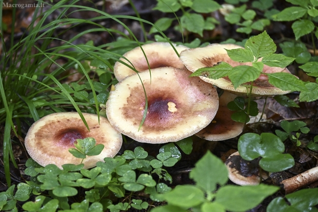 Geltonrudis baltikas - Tricholoma fulvum | Fotografijos autorius : Kazimieras Martinaitis | © Macrogamta.lt | Šis tinklapis priklauso bendruomenei kuri domisi makro fotografija ir fotografuoja gyvąjį makro pasaulį.