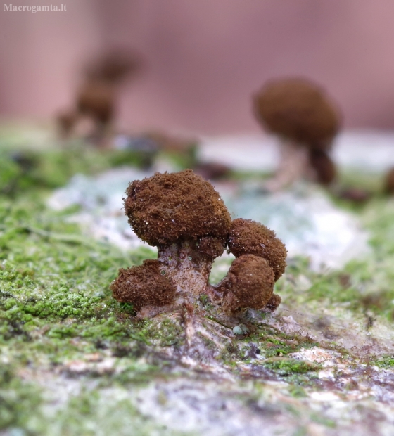 Salierinis smeigtukėlis - Phleogena faginea | Fotografijos autorius : Romas Ferenca | © Macrogamta.lt | Šis tinklapis priklauso bendruomenei kuri domisi makro fotografija ir fotografuoja gyvąjį makro pasaulį.