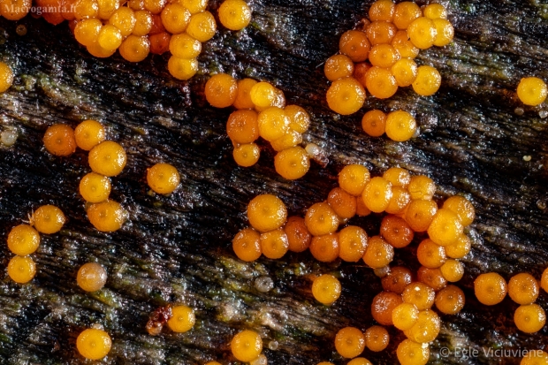 Grybas - Hydropisphaera sp. | Fotografijos autorius : Eglė Vičiuvienė | © Macrogamta.lt | Šis tinklapis priklauso bendruomenei kuri domisi makro fotografija ir fotografuoja gyvąjį makro pasaulį.