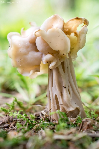 Garbanotoji alvytė - Helvella crispa | Fotografijos autorius : Oskaras Venckus | © Macrogamta.lt | Šis tinklapis priklauso bendruomenei kuri domisi makro fotografija ir fotografuoja gyvąjį makro pasaulį.