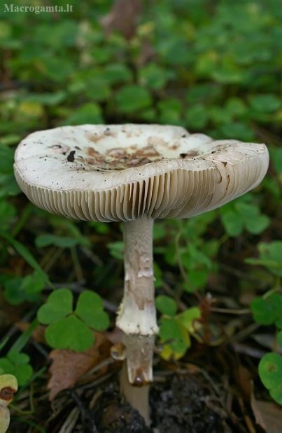 Musmirė - Amanita sp. | Fotografijos autorius : Gintautas Steiblys | © Macrogamta.lt | Šis tinklapis priklauso bendruomenei kuri domisi makro fotografija ir fotografuoja gyvąjį makro pasaulį.