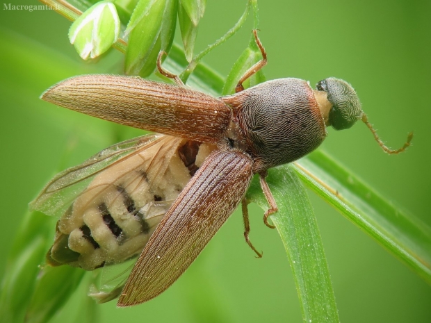 Grybas ant spragšio | Fotografijos autorius : Vidas Brazauskas | © Macrogamta.lt | Šis tinklapis priklauso bendruomenei kuri domisi makro fotografija ir fotografuoja gyvąjį makro pasaulį.