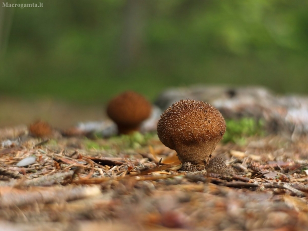 Pavėsinis pumpotaukšlis - Lycoperdon umbrinum | Fotografijos autorius : Vidas Brazauskas | © Macrogamta.lt | Šis tinklapis priklauso bendruomenei kuri domisi makro fotografija ir fotografuoja gyvąjį makro pasaulį.