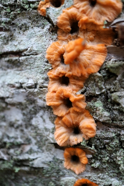 Spindulinis raukšliagrybis - Phlebia radiata | Fotografijos autorius : Ramunė Vakarė | © Macrogamta.lt | Šis tinklapis priklauso bendruomenei kuri domisi makro fotografija ir fotografuoja gyvąjį makro pasaulį.