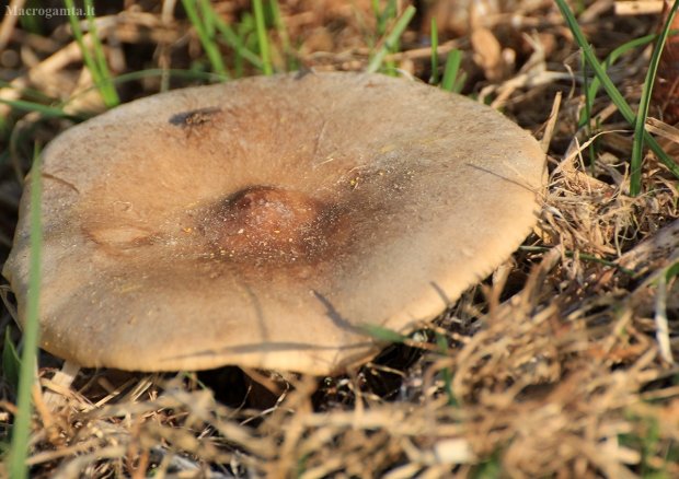 Pavasarinis minkštūnis - Melanoleuca cognata | Fotografijos autorius : Ramunė Vakarė | © Macrogamta.lt | Šis tinklapis priklauso bendruomenei kuri domisi makro fotografija ir fotografuoja gyvąjį makro pasaulį.