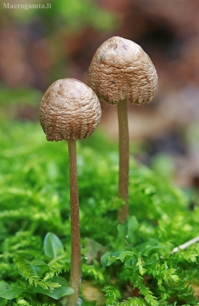 Grybukai | Fotografijos autorius : Gintautas Steiblys | © Macrogamta.lt | Šis tinklapis priklauso bendruomenei kuri domisi makro fotografija ir fotografuoja gyvąjį makro pasaulį.