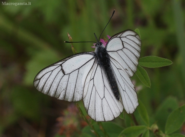 Gudobelinis baltukas - Aporia crataegi | Fotografijos autorius : Vytautas Gluoksnis | © Macrogamta.lt | Šis tinklapis priklauso bendruomenei kuri domisi makro fotografija ir fotografuoja gyvąjį makro pasaulį.