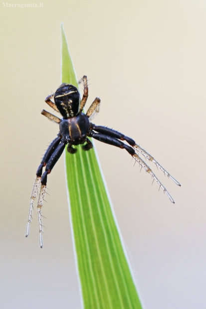Guobinis krabvoris - Xysticus ulmi | Fotografijos autorius : Agnė Našlėnienė | © Macrogamta.lt | Šis tinklapis priklauso bendruomenei kuri domisi makro fotografija ir fotografuoja gyvąjį makro pasaulį.