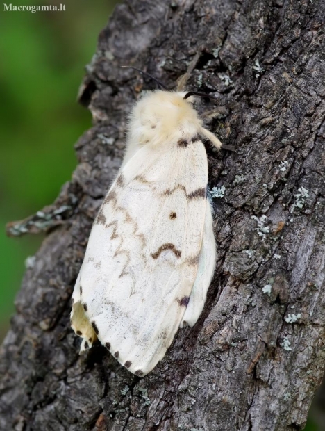 Gypsy moth - Lymantria dispar ♀ | Fotografijos autorius : Romas Ferenca | © Macronature.eu | Macro photography web site