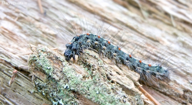 Gypsy moth - Lymantria dispar, caterpillar | Fotografijos autorius : Rasa Gražulevičiūtė | © Macronature.eu | Macro photography web site