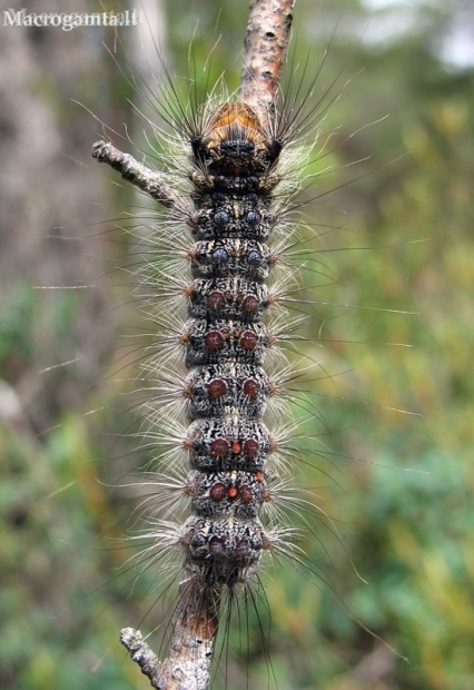 Gypsy moth - Lymantria dispar, caterpillar | Fotografijos autorius : Giedrius Švitra | © Macronature.eu | Macro photography web site
