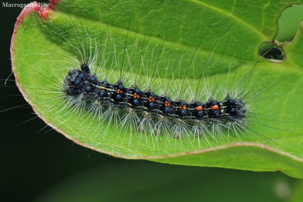 Gypsy moth - Lymantria dispar, young caterpillar | Fotografijos autorius : Gintautas Steiblys | © Macronature.eu | Macro photography web site