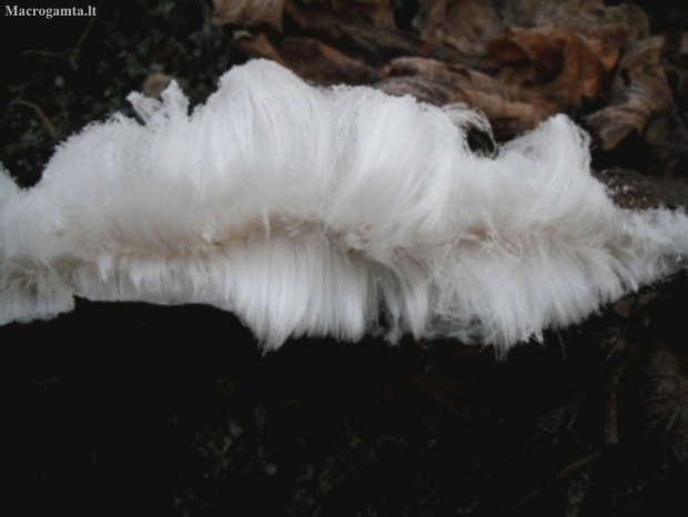 Hair ice - Exidiopsis effusa | Fotografijos autorius : Aleksandras Stabrauskas | © Macronature.eu | Macro photography web site