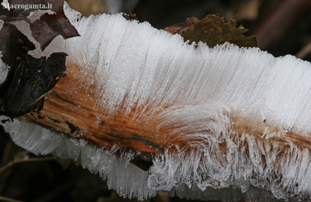 Hair ice - Exidiopsis effusa | Fotografijos autorius : Gintautas Steiblys | © Macronature.eu | Macro photography web site