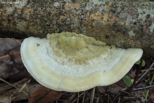 Hairy Bracket - Trametes hirsuta | Fotografijos autorius : Gintautas Steiblys | © Macronature.eu | Macro photography web site