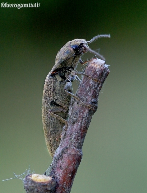 Hairy click beetle - Synaptus filiformis | Fotografijos autorius : Romas Ferenca | © Macronature.eu | Macro photography web site