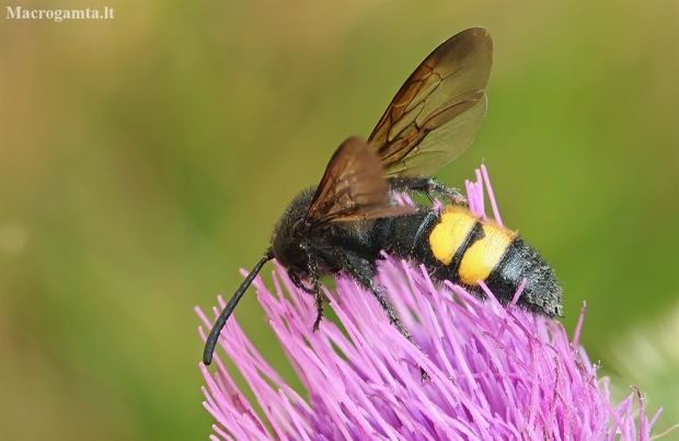 Hairy scoliid wasp - Scolia hirta ♂ | Fotografijos autorius : Gintautas Steiblys | © Macronature.eu | Macro photography web site